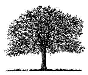 oak-tree-drawing-edit-01